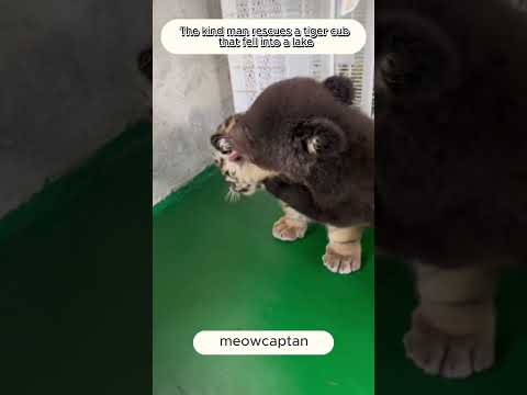 The tiger cub fell into the lake and was saved by a kind man  #animals #tiger #shortvideo