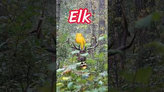 Get busy living! #viral #shorts #fyp #elkhunting #bowhunting
