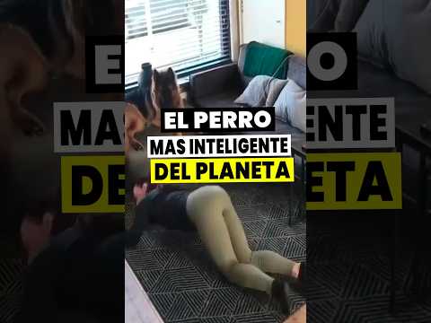 ? El Perro Más INTELIGENTE del MUNDO ?