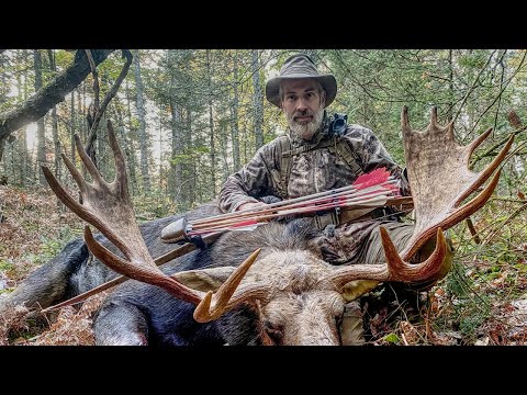 I Shot a Bull Moose at 12 Feet with a Longbow and Wood Arrows | Traditional Archery Bow Hunt