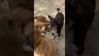 Happiest✨#everyone#highlights#pets#oxy2025#vairalvideo#youtubeshorts#puppy#views#doglover#goldenret