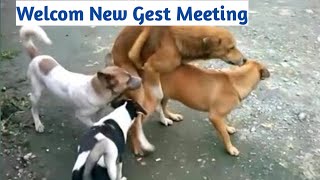 Welcom New Gest . Dog 🐶 Barking
