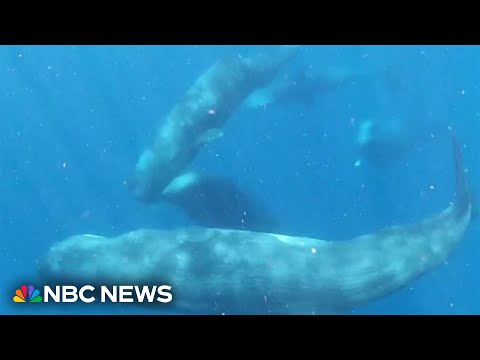YouTube video thumbnail: Harvard Researchers Study how to Communicate With Whales