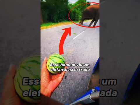 POR QUE esse elefante NÃO COME? #curiosidades #shorts