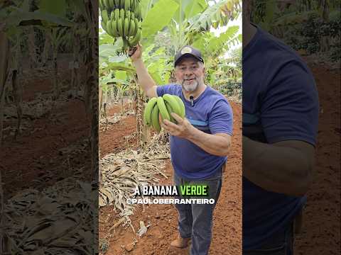 OS BENEFÍCIOS DA BANANA VERDE  #agro #banana #chácara