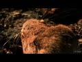 Evolution of Rock Pocket Mice