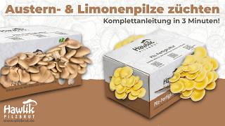 Limonen- & Austernpilze anbauen mit dem Hawlik Pilzbrut Zuchtset (mittel & groß) - Anbauanleitung