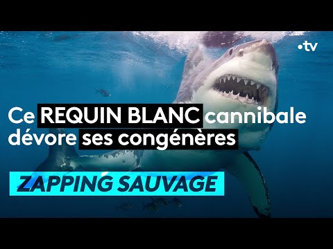 Ce requin blanc cannibale dévore ses congénères  - ZAPPING SAUVAGE