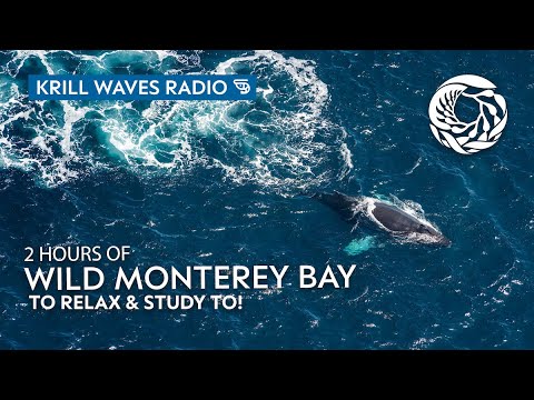 2 hours of wild Monterey Bay to Relax/Study To | Classical | Monterey Bay Aquarium Krill Waves Radio