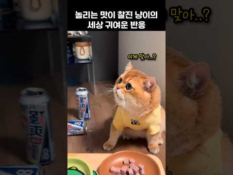놀리는 맛이 찰진 냥이의 세상 귀여운 반응