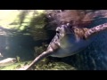 ROV Applications and Animal Interactions