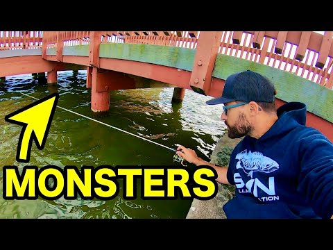 THIS is why you should ALWAYS FISH URBAN DOCKS!!