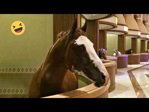 Best funniest horses of the week - Funny And Cute horses Video Compilation 2024 🐴#17