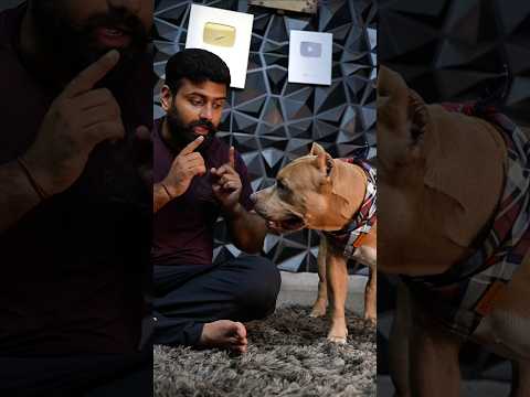 Kya 'AI' Bully se baat kr payga?  #amanandbully #pitbulldog #ai