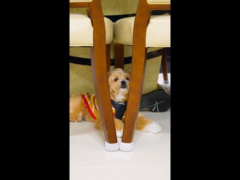 부모님과의 첫 만남이 낯선 강아지#shorts