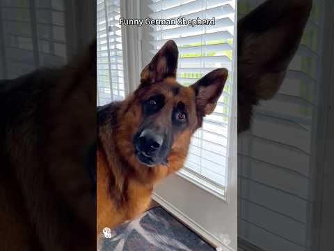 Funny German shepherd 😂