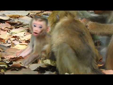 Sweet Baby Monkey Learning Temple Boundaries #animallovers