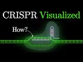 Exploring the CRISPR-Cas9 Gene Editing Revolution