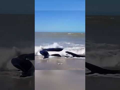 Kind people #shortvideo #rescue #shorts #ocean #shark