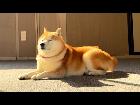 みんなが忙しく掃除する中、すみっこの日なたでぬくぬくぽかぽかスフィンクスを襲名する柴犬