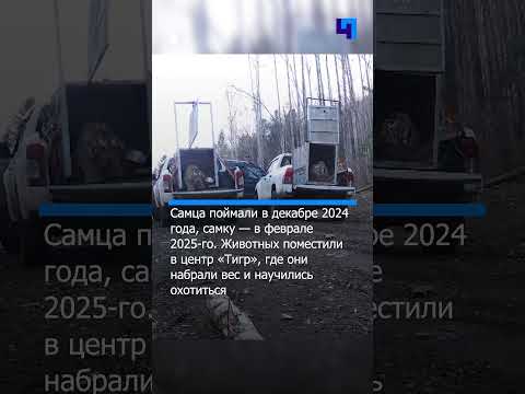 В Приморье выпустили в тайгу молодых амурских тигров, выходивших к людям