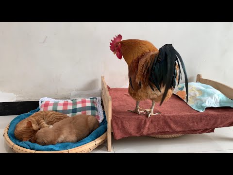 So funny! The rooster made the bed for the cat, but the kitten cuddled the golden retriever to sleep