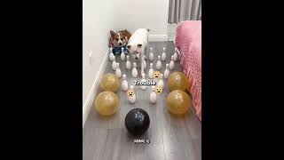 This dogs seem smart and playful #shorts