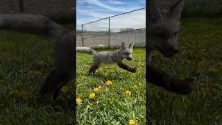 A new face at Saveafox!