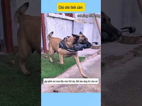 Chú chó hết lòng vì chủ #vui cùng cún cưng