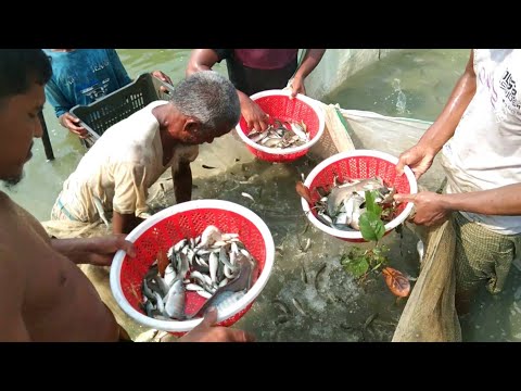 আজকে অনেক মাছ তুলতে হবে ||