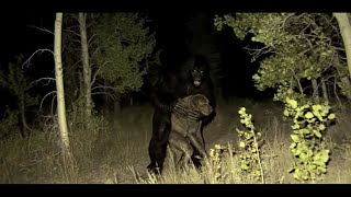 Bigfoot Like Creature Caught Stealing Dog In Woman's Backyard | "This Is Disgusting..."