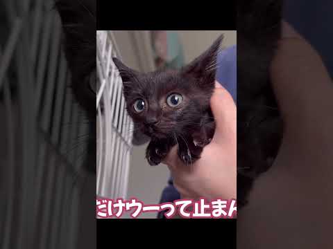 母猫（たぶん）に居なくなった子猫を見せてみたら… #保護猫 #shorts