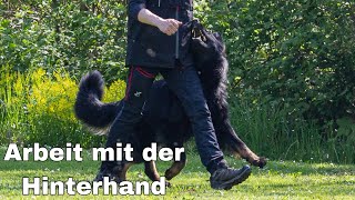 Hinterhand aktivieren beim Hund in der Unterordnung