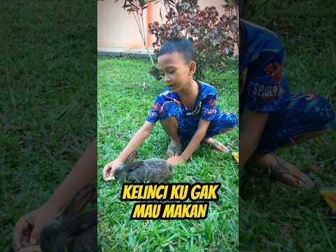 😭 FARAND SEDIH KELINCI MAU MENINGGOY