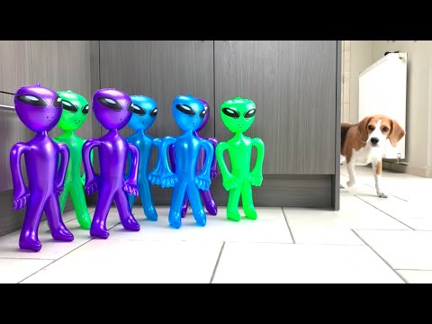 Funny Beagle Dogs SURPRISED by ALIEN INVASION!