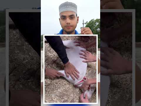 Bakra Eid ki Qurbani #trending #shorts