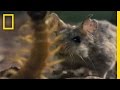 Grasshopper Mice vs. Giant Centipedes