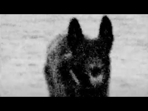 Hugo Chan - BITE (Music Video)