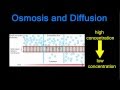 Cell Membrane Transport Mechanisms