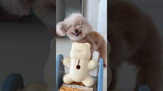 분명 푸들은 똑똑한데… 미소야??? 🥲