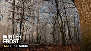 Frosty Winter Forest Morning | Melting Frost Sounds for Focus & Calm