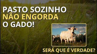 POR QUE O PASTO NÃO FAZ O TRABALHO SOZINHO? 🤔