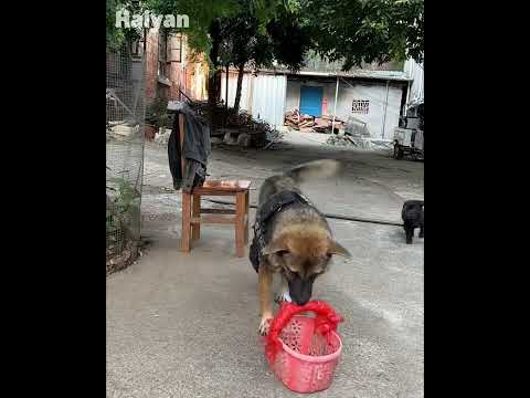 High IQ dog helps owner to buy food