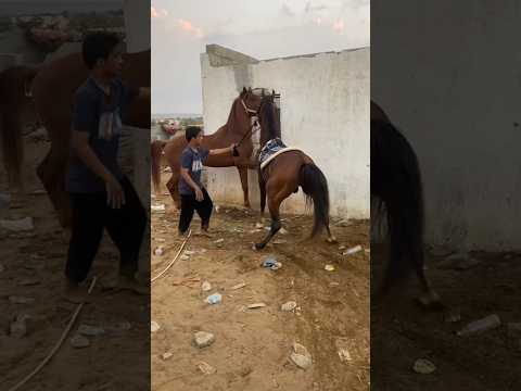 Horse #خيل #حصان #الفارسية #riding #foryou
