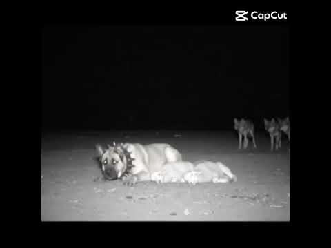 lobos vs kangal turco ☠️