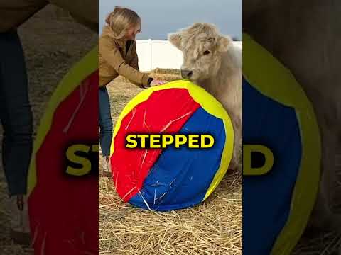 You Won't Believe What This Cow Did With a Beach Ball