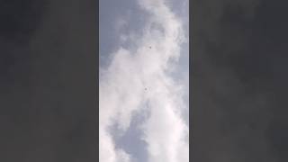 parava training full video coming soon #highflyingpigeons #parava #pigeon #paravapravutraining