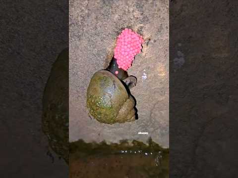 INDUK KEONG MELAHIRKAN TELUR, TELURNYA SENGAJA DI HANCURKAN SAMPAI MATI #shorts