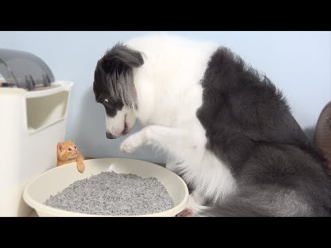My Border Collie Is So Obsessed With The rescued Tiny Kitten