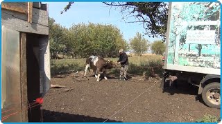 видео
